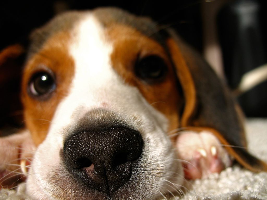 Beagle Dog